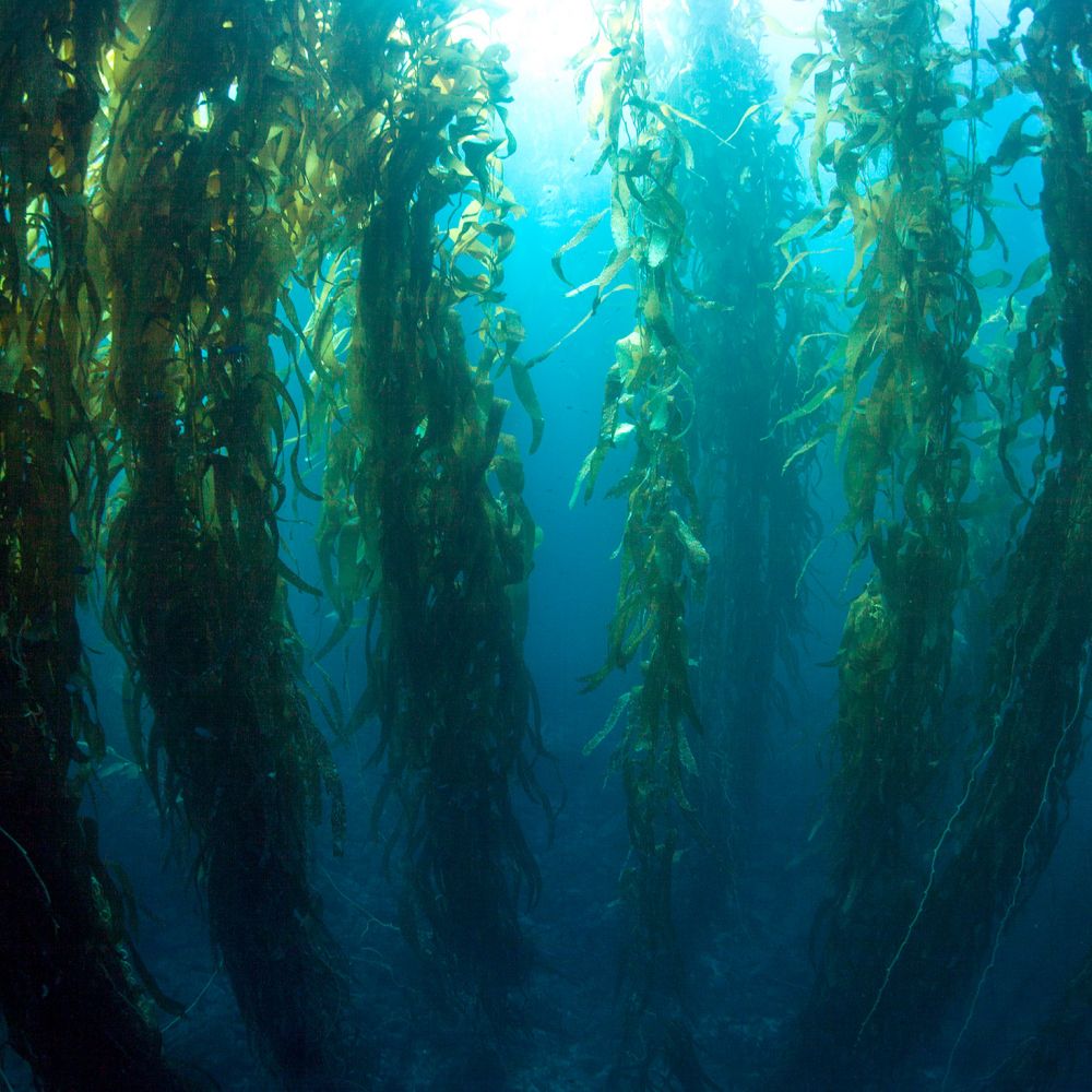 kelp-photo.jpg